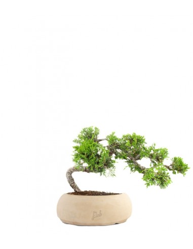 Juniperus Itoigawa semi cascata