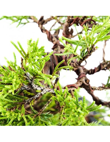 Juniperus Itoigawa semi cascata