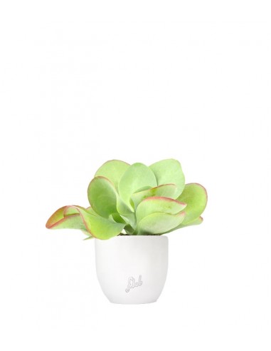 Kalanchoe Thyrsiflora