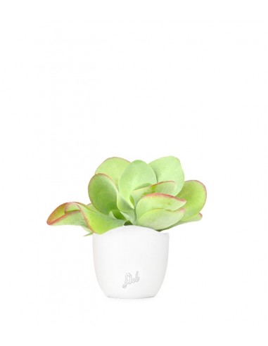 Kalanchoe Thyrsiflora