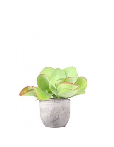 Kalanchoe Thyrsiflora