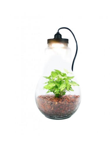 Lampada XL in vetro con Singonio