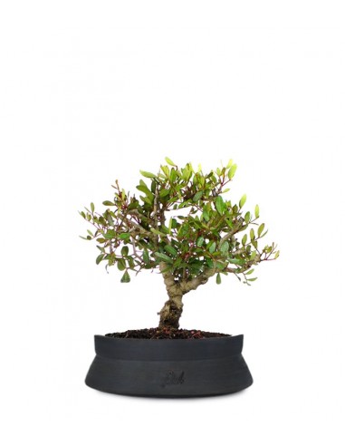 Lentisco alberello Bonsai