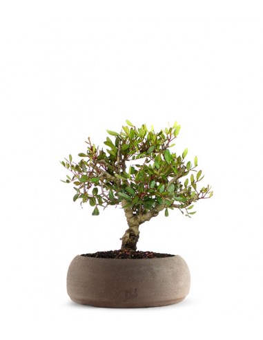 Lentisco alberello Bonsai