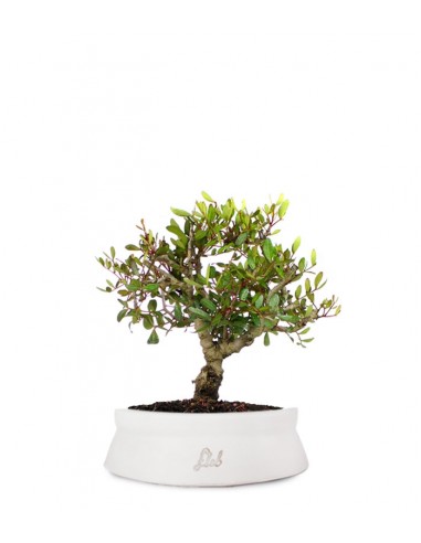 Lentisco alberello Bonsai