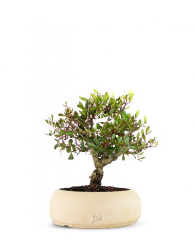 Lentisco alberello Bonsai