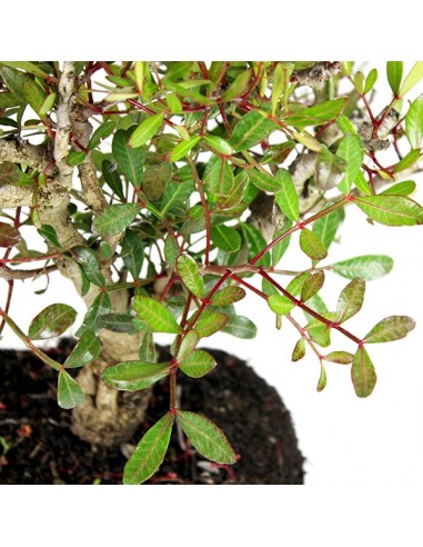 Lentisco alberello Bonsai