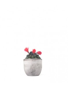 Lobivia arachnacantha