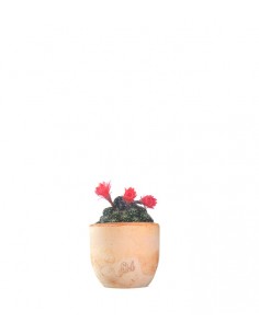 Lobivia arachnacantha 2