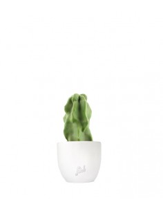 Lophocereus Schotti 2
