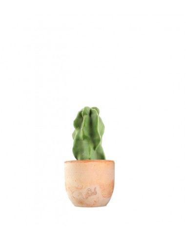 Lophocereus Schotti