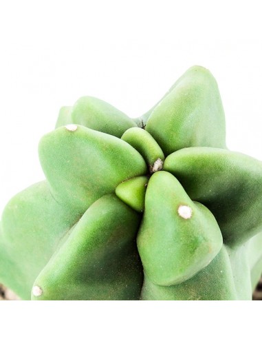 Lophocereus Schotti
