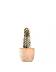Machaerocereus eruca