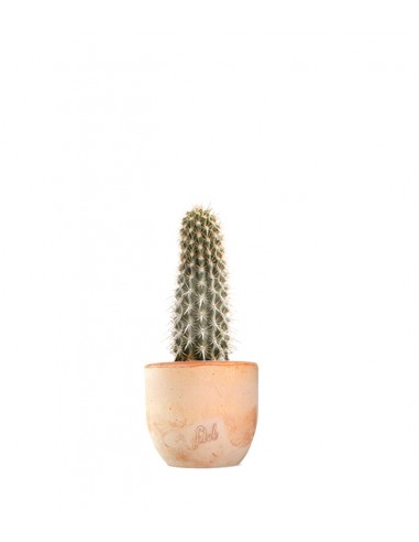 Machaerocereus eruca