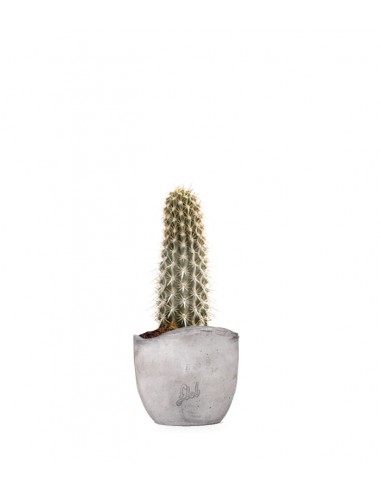 Machaerocereus eruca