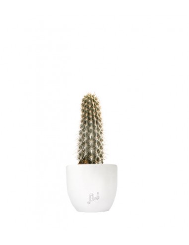 Machaerocereus eruca