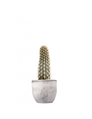 Machaerocereus eruca