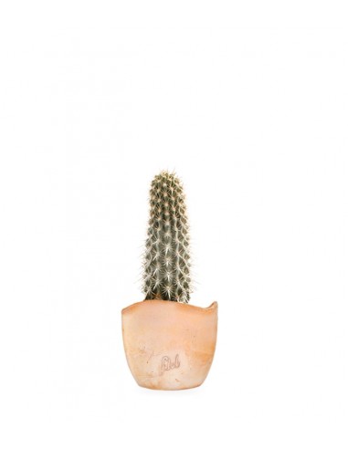 Machaerocereus eruca