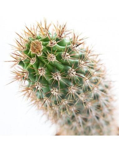 Machaerocereus eruca