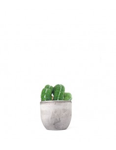 Mammillaria un pico Crestata