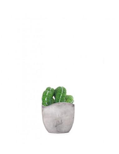 Mammillaria un pico Crestata