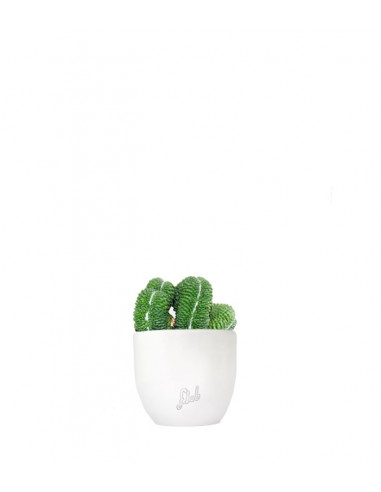 Mammillaria un pico Crestata