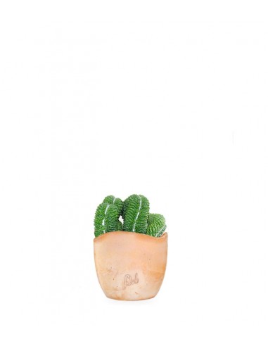 Mammillaria un pico Crestata