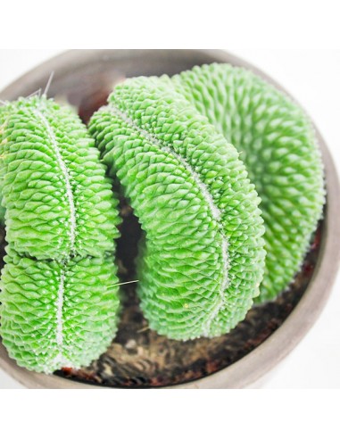 Mammillaria un pico Crestata