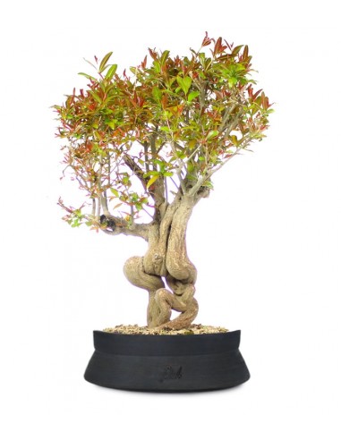 Melograno Bonsai Esemplare XL