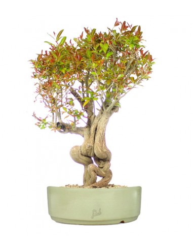 Melograno Bonsai Esemplare XL