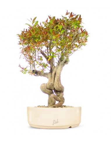 Melograno Bonsai Esemplare XL