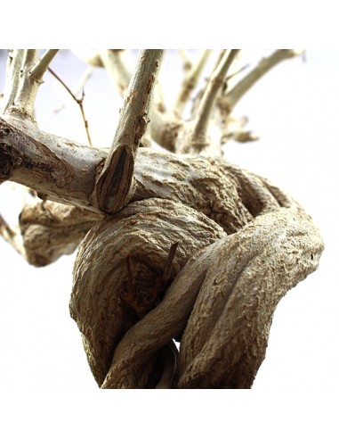 Melograno Bonsai Esemplare XL