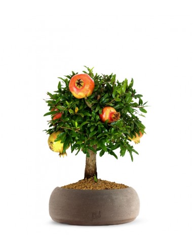 Melograno M Bonsai