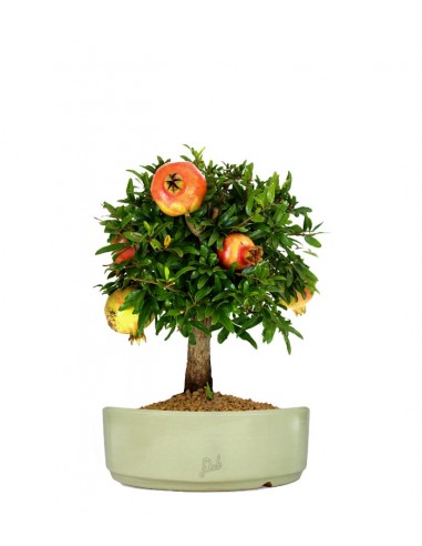 Melograno M Bonsai