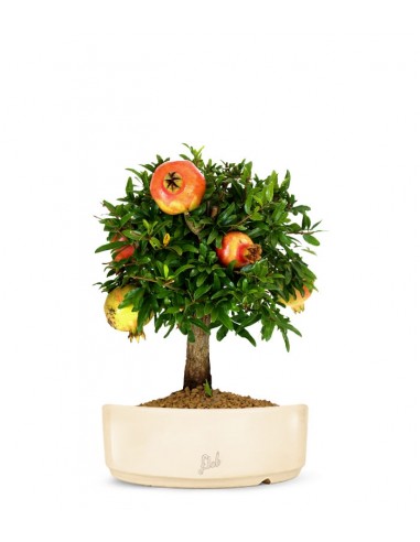 Melograno M Bonsai