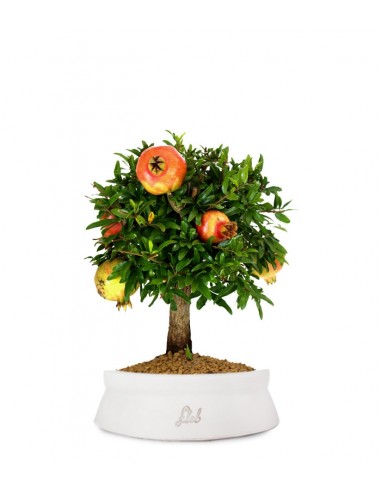 Melograno M Bonsai
