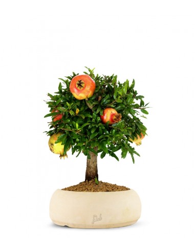 Melograno M Bonsai