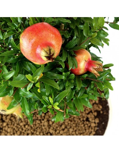 Melograno M Bonsai