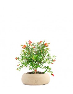 Melograno Nano
