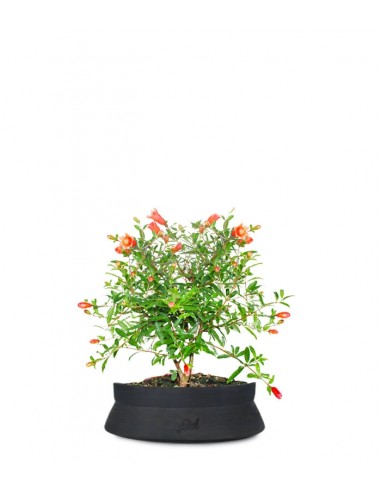 Melograno Nano