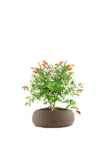 Melograno Nano