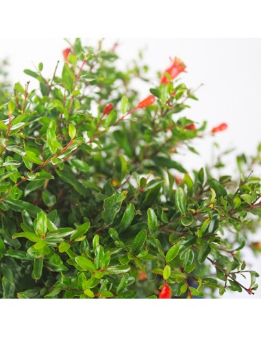 Melograno Nano