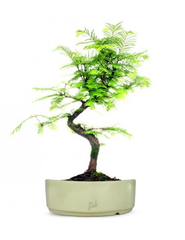 Metasequoia