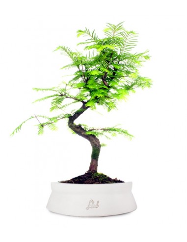 Metasequoia