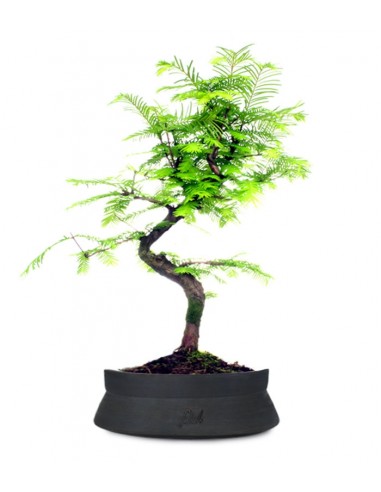 Metasequoia