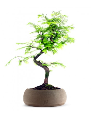 Metasequoia
