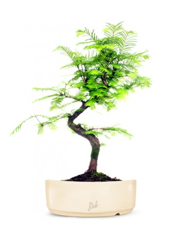 Metasequoia
