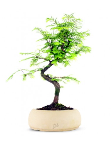 Metasequoia