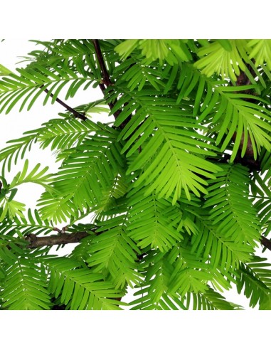 Metasequoia