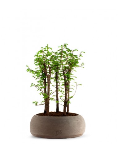 Metasequoia Boschetto L
